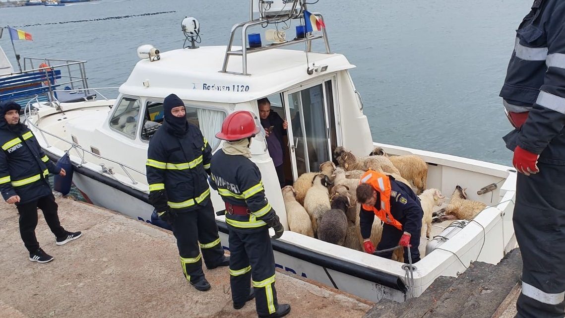 V Rumunsku zachraňují 14 tisíc ovcí z převrácené lodi